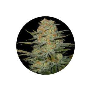 CBD Hanfsamen Amnesia Haze feminisiert, 3 Stück