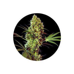 ig Devil Autoflower Cannabis Samen 3 Stück vo