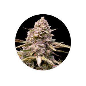 Biscotti Cali Genetics feminisierte Cannabis Samen 3 Stück