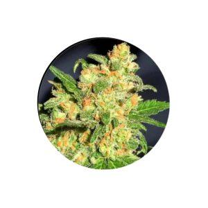 Bruce Banner Autoflower Cannabis Samen 3 Stück Pack