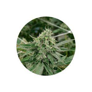 Crescendo Autoflower Cannabis Samen 3 Stück vo
