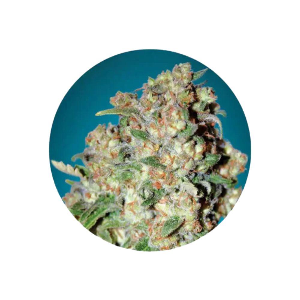 Critical feminisierte Cannabis Samen 3 Stück vo