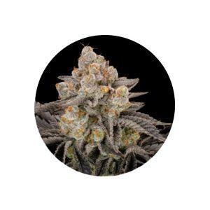 Gorilla Cookies feminisierte Cannabis Samen 3 Stück