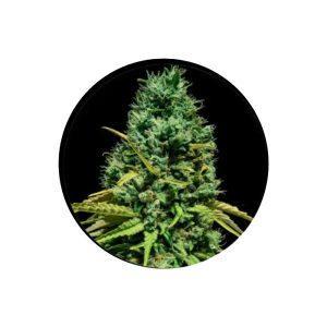 Gorilla Glue Autoflower Samen – Premium 3er Pack kaufen