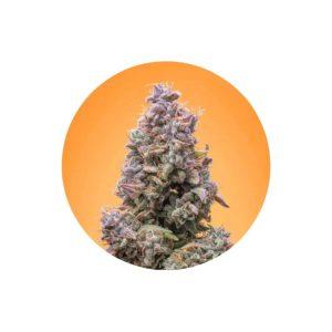 Mango Smile Autoflower Cannabis Samen 3 Stück Pack