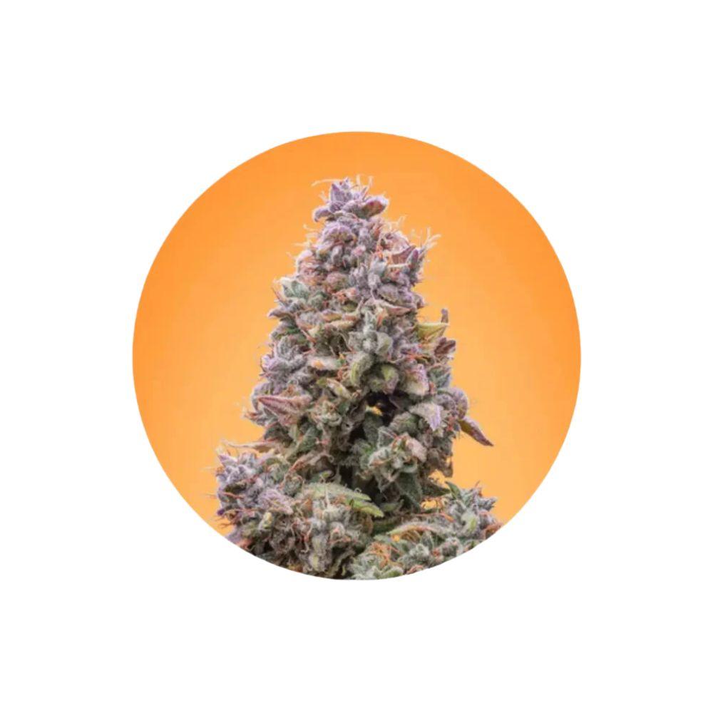 Mango Smile Autoflower Cannabis Samen 3 Stück Pack