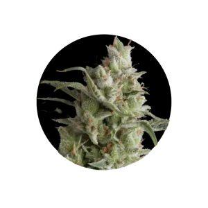 OG Kush Autoflower Cannabis Samen 3 Stück Cali Genetics