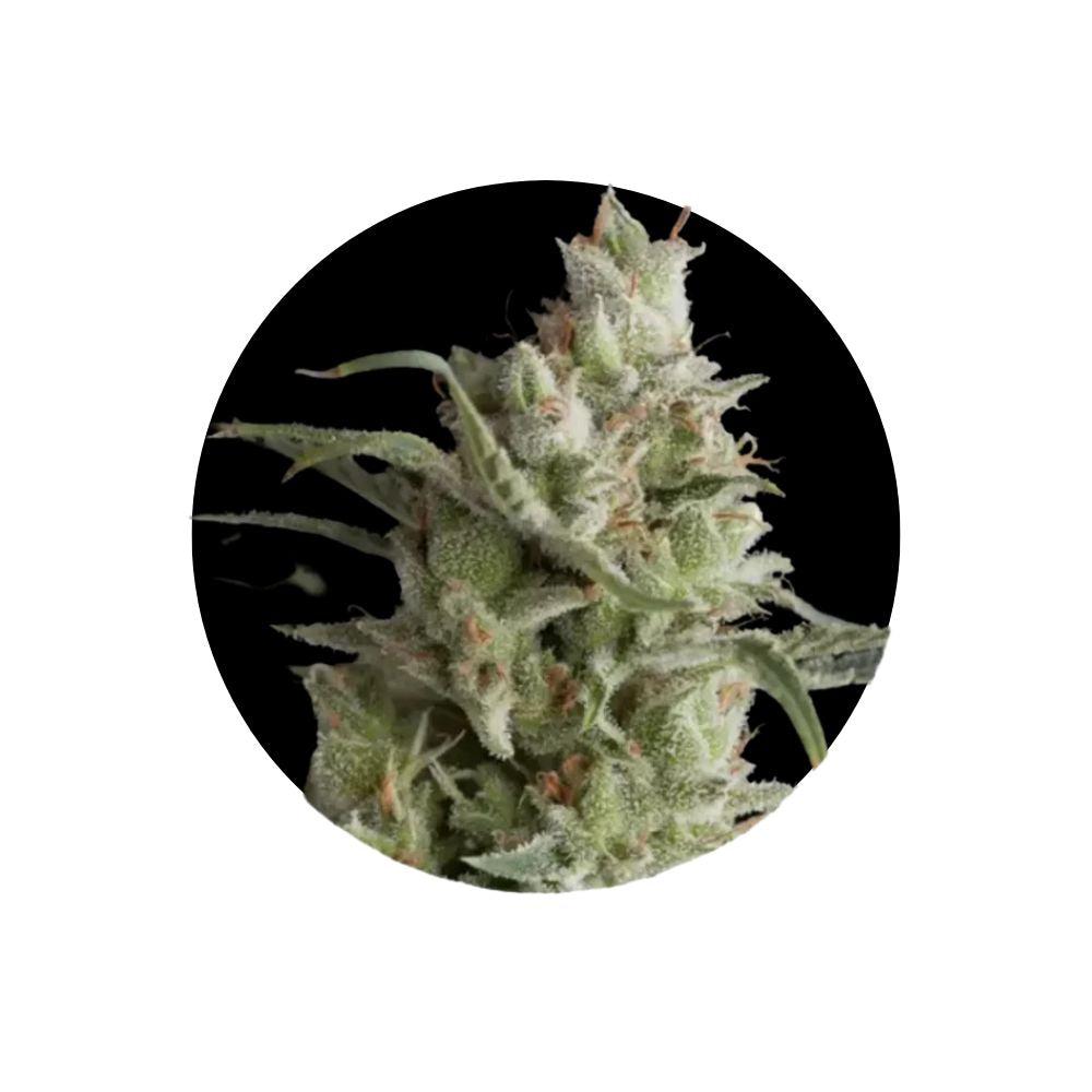 OG Kush Autoflower Cannabis Samen 3 Stück Cali Genetics