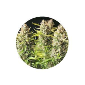 Orange Bud Autoflower Cannabis Samen 3 Stück Pack