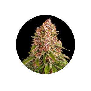 Pinky420 Autoflower Cannabis Samen 3 Stück Pack