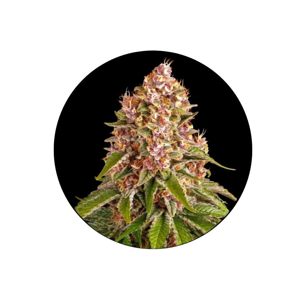Pinky420 Autoflower Cannabis Samen 3 Stück Pack