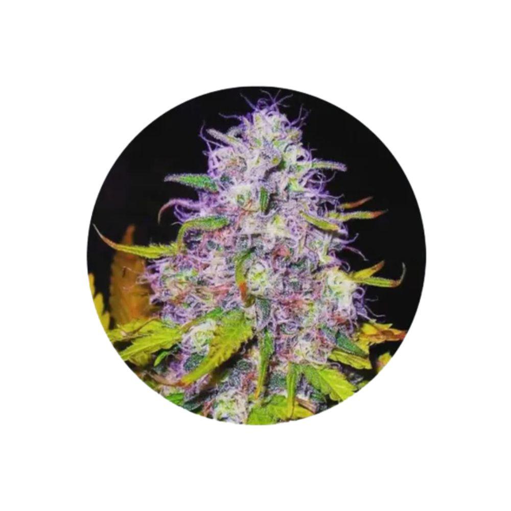 Purple Haze feminisierte Cannabis Samen 3 Stück Pack
