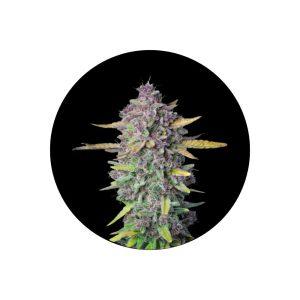 Purple Milkshake Fast Flowering Samen 3er Pack Cali