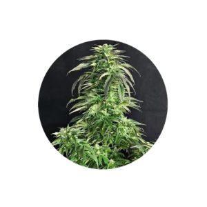 Somango Autoflower Cannabis Samen 3 Stück Pack
