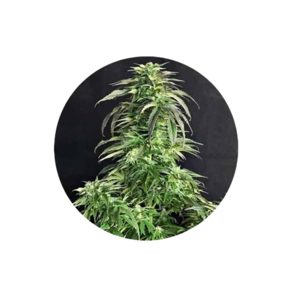 Somango Autoflower Cannabis Samen 3 Stück Pack