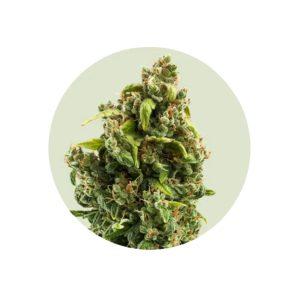 Sour Diesel Cali Genetics – Autoflower 3er Pack kaufen