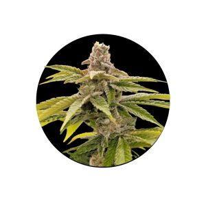 Strawberry Guava Fast Flowering 3er Pack – Jetzt kaufen