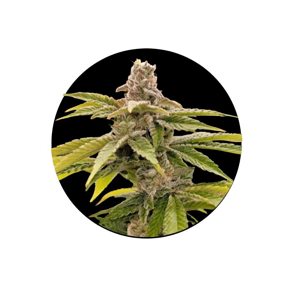 Strawberry Guava Fast Flowering 3er Pack – Jetzt kaufen