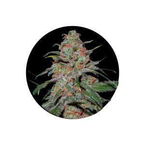 Super Lemon Haze Autoflower Cannabis Samen 3 Stück Pack
