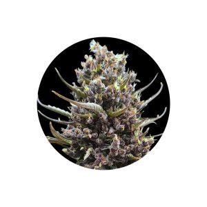 Tropicana Cookies Autoflower Cannabis Samen 3 Stück vo