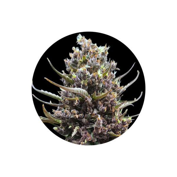 Tropicana Cookies Autoflower Cannabis Samen 3 Stück vo