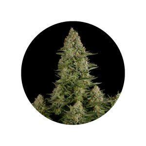 CBD Hanfsamen White Widow feminisiert – Packung mit 3 Samen