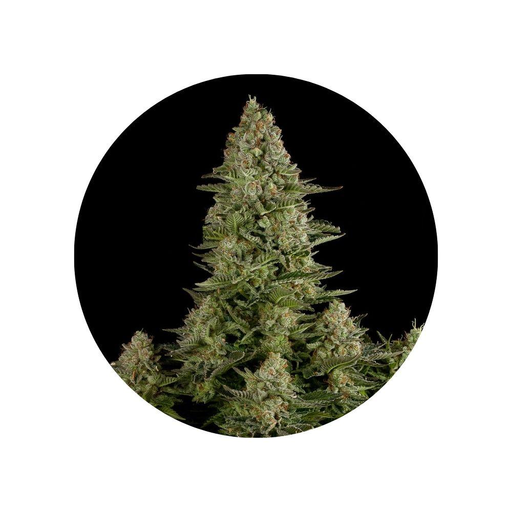 CBD Hanfsamen White Widow feminisiert – Packung mit 3 Samen