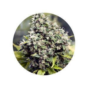 CBD Hanfsamen Grapefruit feminisiert – 3 Stück