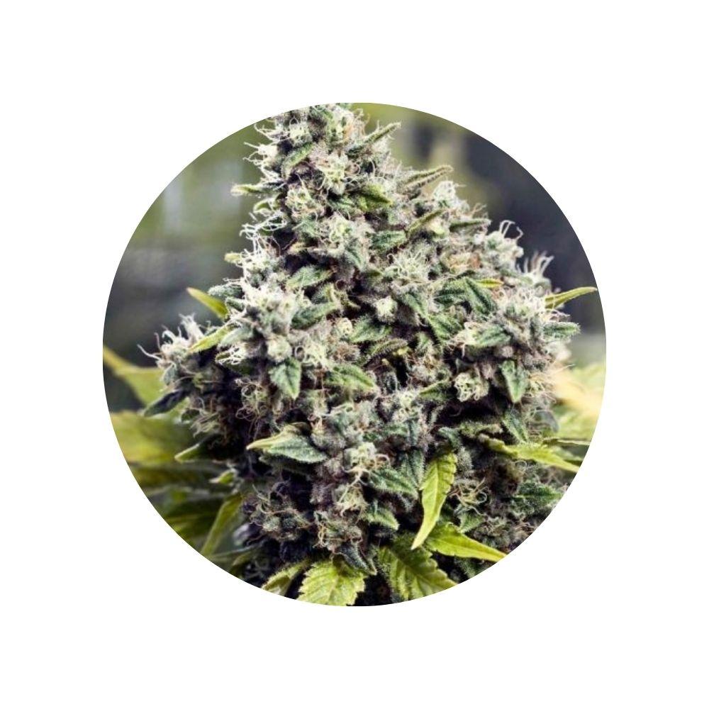 CBD Hanfsamen Grapefruit feminisiert – 3 Stück