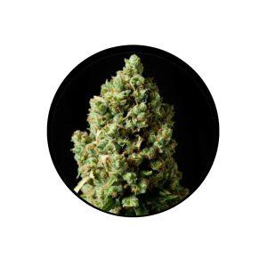 Jack Herer feminisierte Cannabis Samen 3 Stück Pack