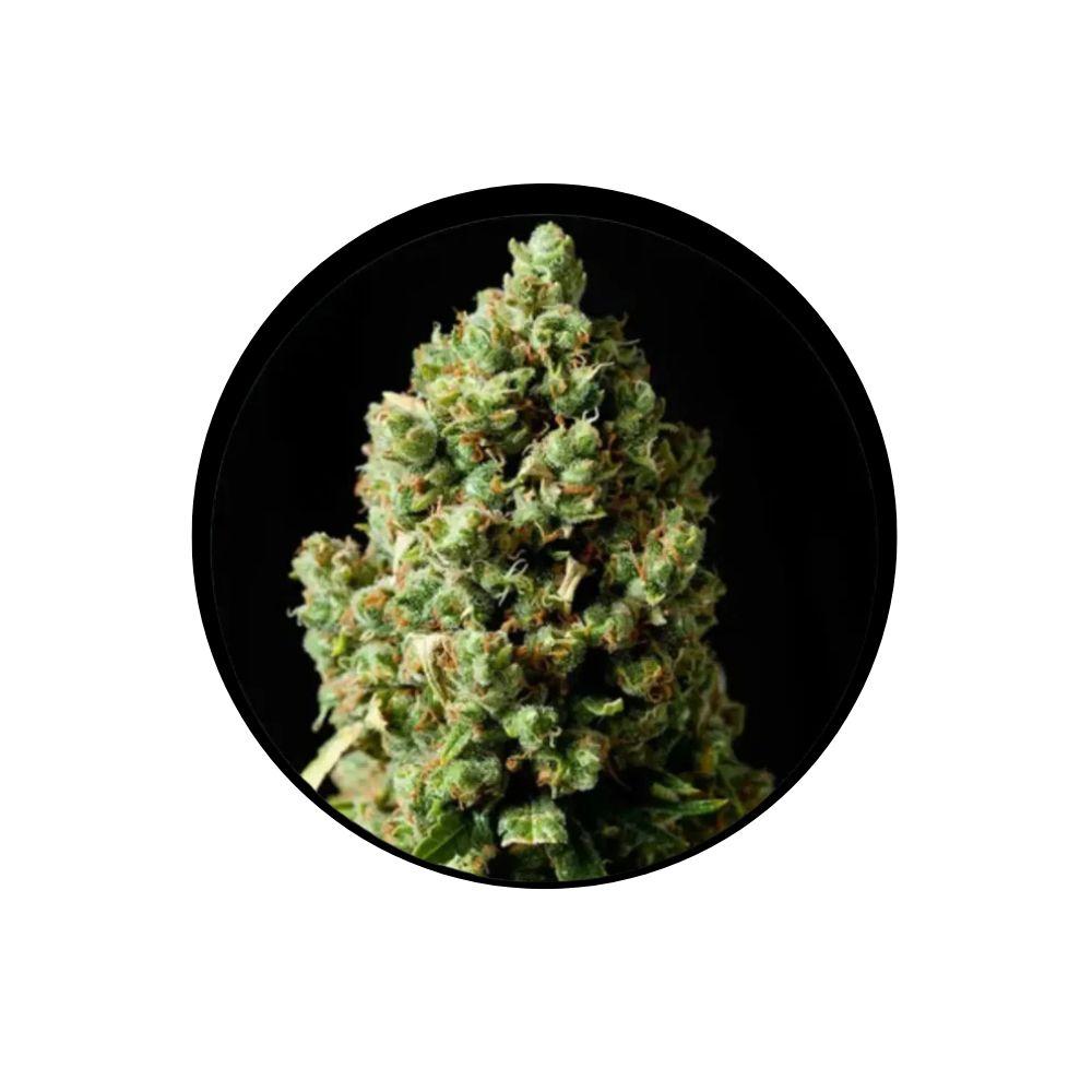 Jack Herer feminisierte Cannabis Samen 3 Stück Pack
